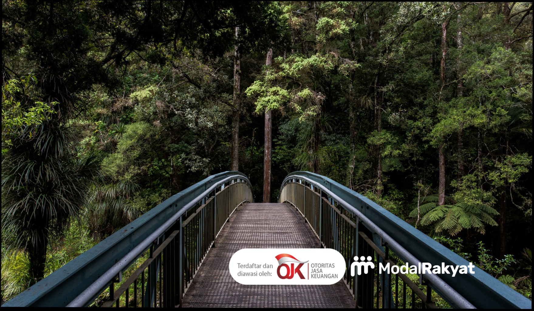 Peluang Bisnis Umbi Porang untuk Anda Peluang Bisnis Umbi Porang untuk Anda