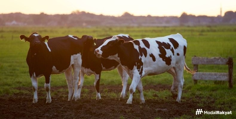 Suka Hewan? Ini Peluang Usaha Menjanjikan untuk Anda