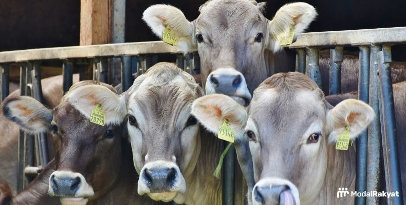 Strategi Bisnis Hewan Kurban, Sukses Hasilkan Omzet Rp5 M Strategi Bisnis Hewan Kurban, Sukses Hasilkan Omzet Rp5 M