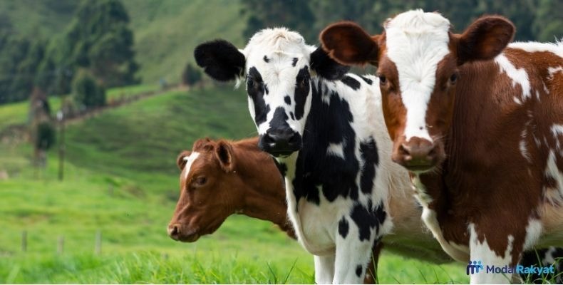 Penjelasan Mengenai Hukum Qurban Online Penjelasan Mengenai Hukum Qurban Online