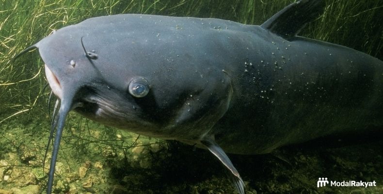 Menguntungkan dan Menjanjikan, ini Cara Budidaya Ikan Lele Menguntungkan dan Menjanjikan, ini Cara Budidaya Ikan Lele
