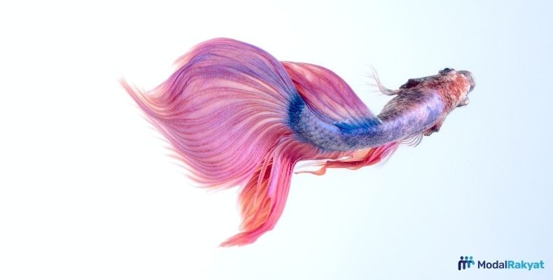 10 Jenis Ikan Cupang Termahal, Bisa Jadi Ladang Bisnis!