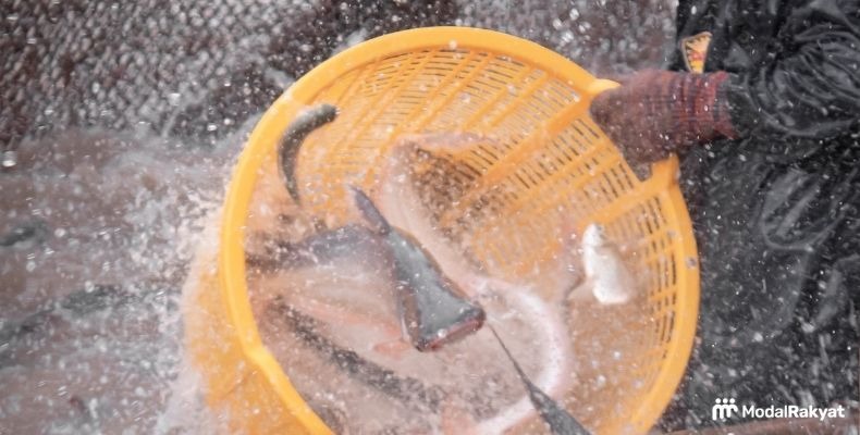 Tips Memasarkan Bisnis Ikan Lele, Mudah dan Efektif Tips Memasarkan Bisnis Ikan Lele, Mudah dan Efektif