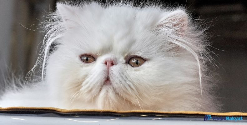 Kelebihan Bisnis Kucing, Modal, dan Biaya Kebutuhannya Kelebihan Bisnis Kucing, Modal, dan Biaya Kebutuhannya