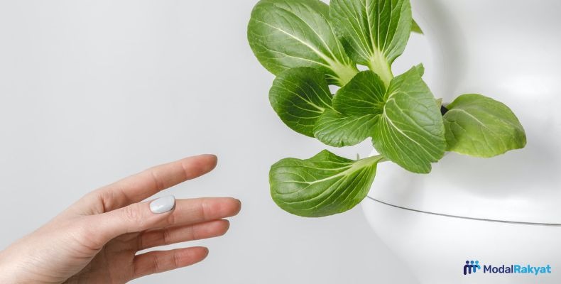 Peluang Bisnis Hidroponik dan Tips Sukses Memulainya