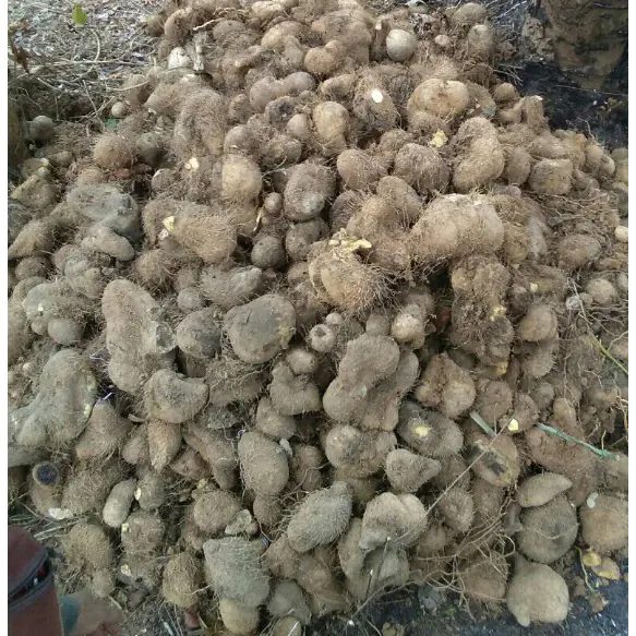 1 Kg Umbi Gadung Segar / Ubi Di Panen Saat Order Masuk