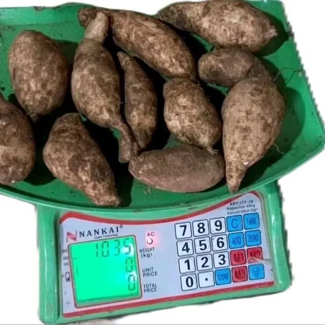 1 Kg Ubi Jalar Putih Ukuran Kecil / TO Varian