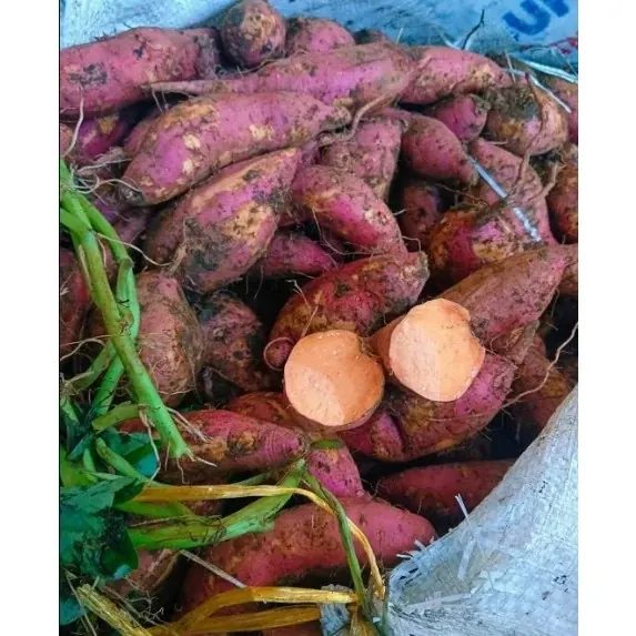 Ubi Orange Mentah 1 Kg / jalar varian / Boled warna