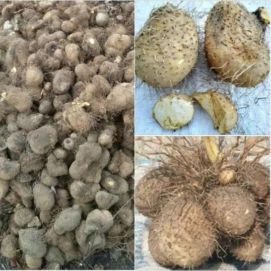 1 kg Gadung Mentah / Umbi Organik (Dioscorea hispida)