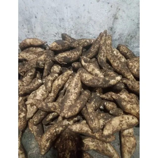 10 kg Ubi Jalar Putih / Boled