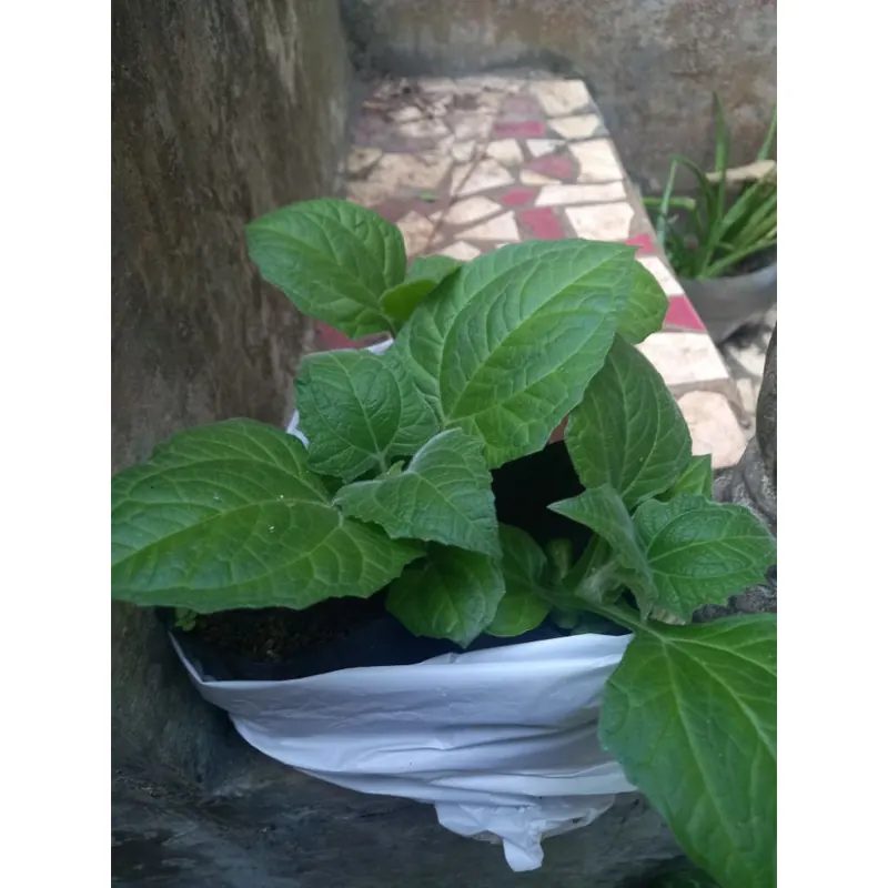 Pohon ubi yakon