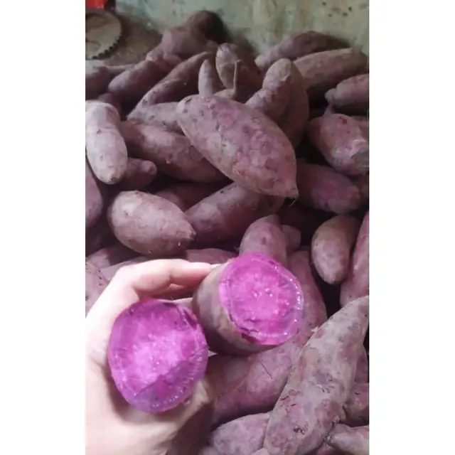 1kg UBI UNGU ASLI BANDORASA / Boled Makanan kesehatan