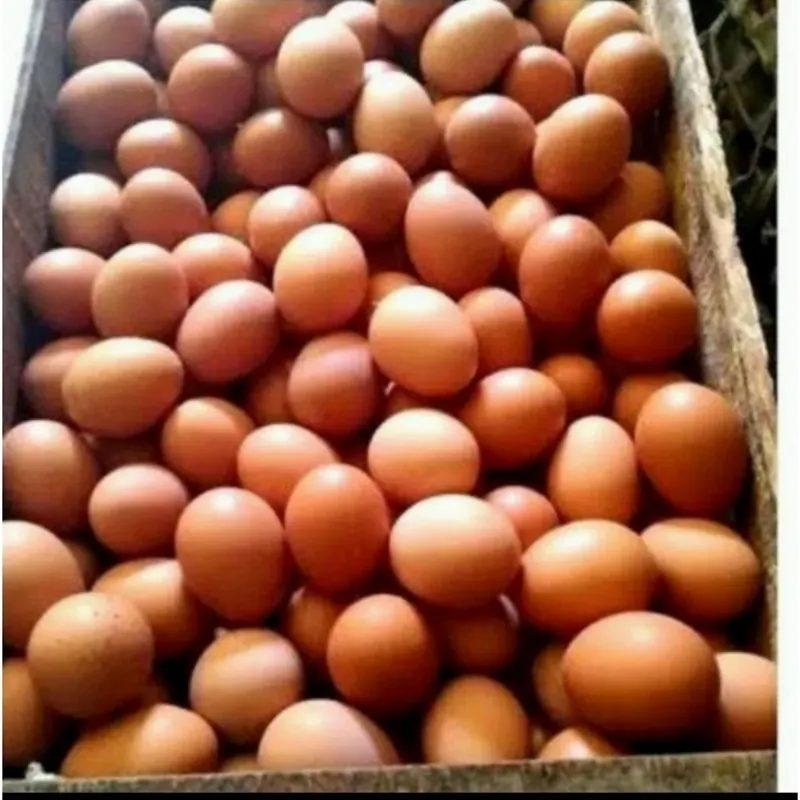 Telur Ayam Negeri 1kg 1,5kg [Bisa ] fresh dan berkualitas [Area Bantul -Pajangan]