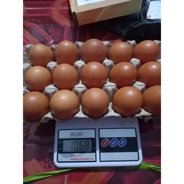 telur ayam coklat 1kg isi 14-16 khusus instan lokasi bandar kediri jatim