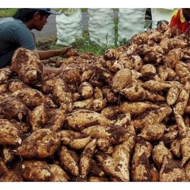 1 kg Ubi Jalar Putih / Boled Asli Bandorasa Ukuran Di Kirim Random